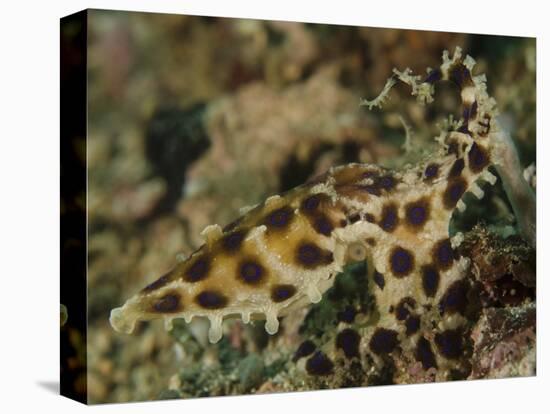 Blue-Ringed Octopus, Lembeh Strait, Indonesia-Stocktrek Images-Premier Image Canvas