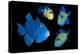 Blue / Rippled triggerfish composite image, Indonesia-Georgette Douwma-Premier Image Canvas