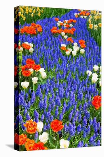 Blue River of Muscari Flowers in Holland Garden-neirfy-Premier Image Canvas