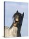 Blue Roan Wild Stallion Yawning, Pryor Mountains, Montana, USA-Carol Walker-Premier Image Canvas