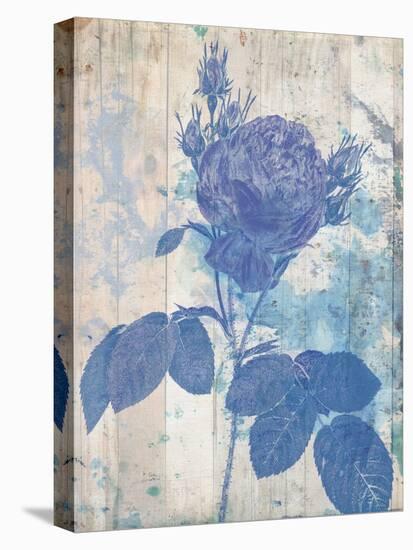 Blue Rose In My Garden-Sheldon Lewis-Stretched Canvas