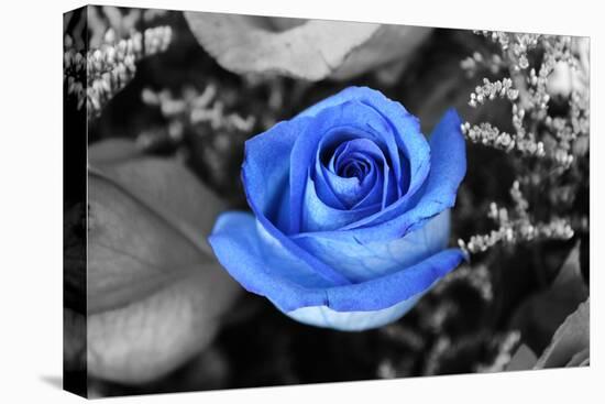 Blue Rose-null-Stretched Canvas