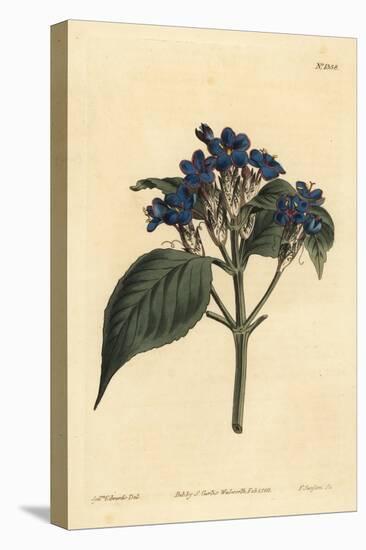 Blue Sage, Eranthemum Pulchellum (Blue-Flowered Justicia, Justicia Nervosa)-Sydenham Teast Edwards-Premier Image Canvas