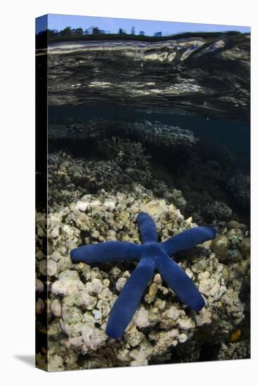 Blue Sea Star (Linckia Laevigata), on Coral Reef, Fiji-Pete Oxford-Premier Image Canvas