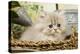 Blue Shaded Persian Kitten in Basket-null-Premier Image Canvas