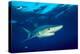 Blue shark and Pilot fish, Pico Island, Azores, Portugal-Franco Banfi-Premier Image Canvas