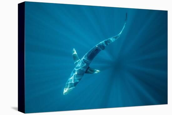 Blue shark off Halifax, Nova Scotia, Canada-Nick Hawkins-Premier Image Canvas