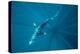 Blue shark off Halifax, Nova Scotia, Canada-Nick Hawkins-Premier Image Canvas