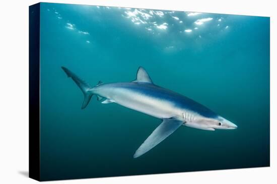 Blue shark portrait, Penzance, Cornwall, Atlantic Ocean-Lewis Jefferies-Premier Image Canvas