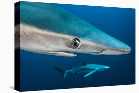 Blue Shark (Prionace Glauca) Close Up, Azores, Portugal-Jordi Chias-Premier Image Canvas