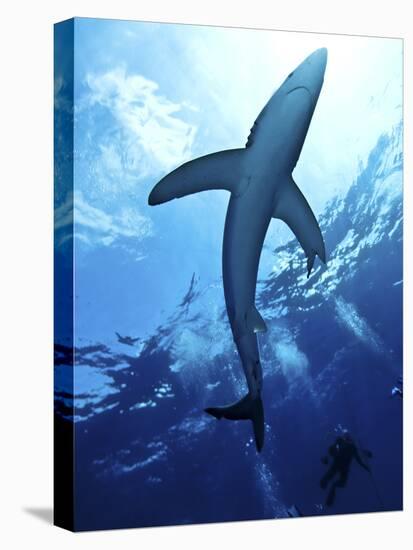 Blue Shark (Prionace Glauca) in the Azores, Portugal, Atlantic, Europe-Mark Harding-Premier Image Canvas