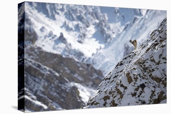 Blue Sheep (Pseudois Nayaur) Hemis National Park, Jammu and Kashmir, India-Wim van den Heever-Premier Image Canvas