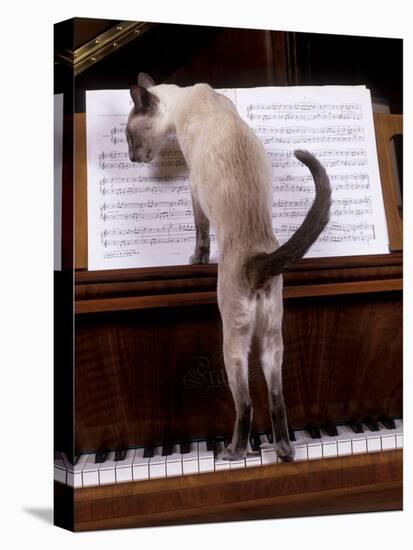 Blue Siamese Standing on Piano 'Reading' Music-null-Premier Image Canvas