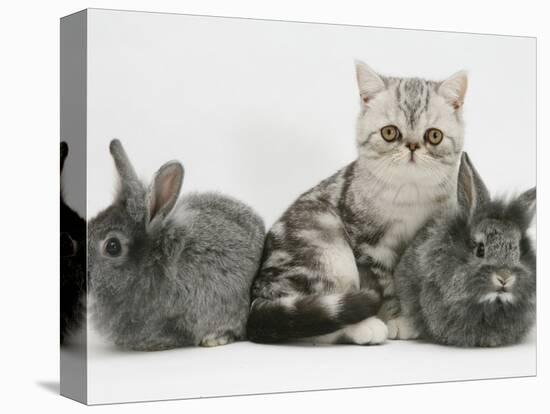 Blue-Silver Exotic Shorthair Kitten with Baby Silver Lionhead Rabbits-Jane Burton-Premier Image Canvas