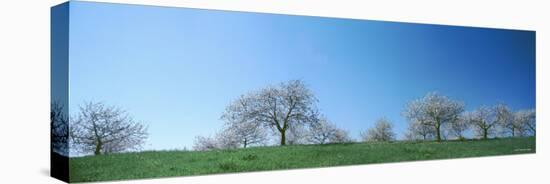 Blue Sky over Cherry Trees, Mission Peninsula, Traverse City, Michigan, USA-null-Premier Image Canvas