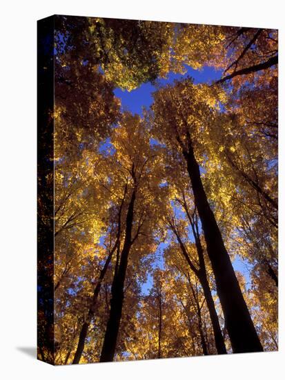 Blue Sky Through Sugar Maple Trees in Autumn Colors, Upper Peninsula, Michigan, USA-Mark Carlson-Premier Image Canvas