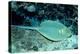 Blue-Spotted Ribbontail Ray (Taeniura Lymma), Red Sea.-Reinhard Dirscherl-Premier Image Canvas