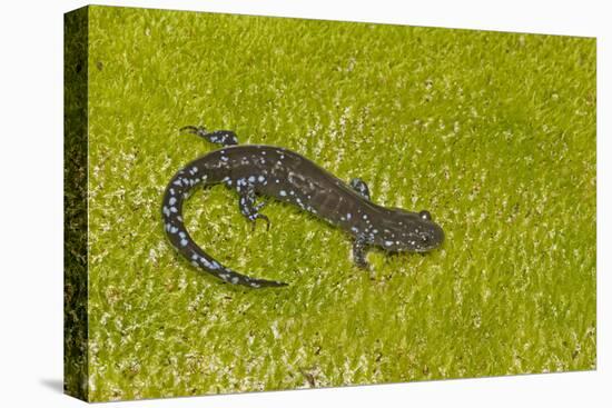 Blue spotted salamander (Ambystoma laterale) on moss, Michigan, USA-Barry Mansell-Premier Image Canvas