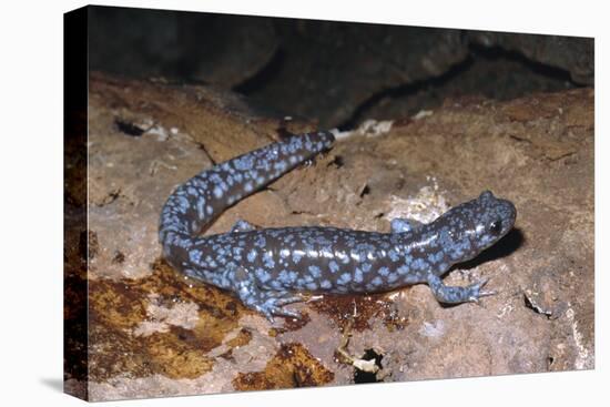 Blue spotted salamander juvenile (Ambystoma laterale) Maryland, USA-Doug Wechsler-Premier Image Canvas