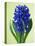 Blue Star hyacinth-Clive Nichols-Premier Image Canvas