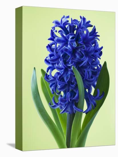 Blue Star hyacinth-Clive Nichols-Premier Image Canvas