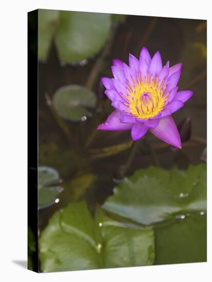 Blue Star Water Lily (Blue Lotus Flower) (Nymphaea Stellata), National Flower of Sri Lanka, Asia-Peter Barritt-Premier Image Canvas