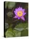 Blue Star Water Lily (Blue Lotus Flower) (Nymphaea Stellata), National Flower of Sri Lanka, Asia-Peter Barritt-Premier Image Canvas