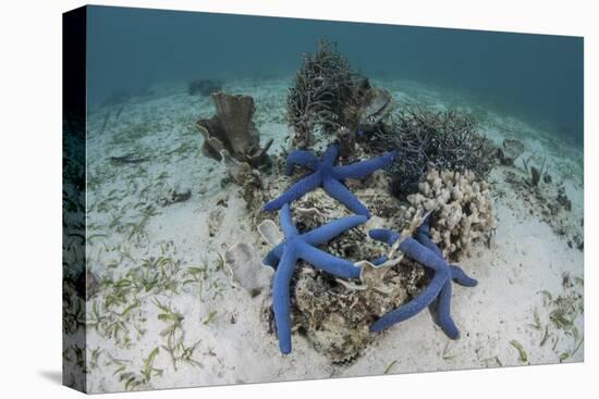 Blue Starfish Cling to a Coral Bommie in Indonesia-Stocktrek Images-Premier Image Canvas