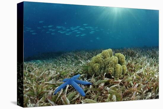 Blue Starfish (Linckia), Corals, and Sea Grass, Indonesia, Sulawesi, Indian Ocean.-Reinhard Dirscherl-Premier Image Canvas