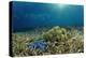 Blue Starfish (Linckia), Corals, and Sea Grass, Indonesia, Sulawesi, Indian Ocean.-Reinhard Dirscherl-Premier Image Canvas