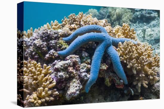 Blue Starfish (Linckia Laevigata) Malaysia-Georgette Douwma-Premier Image Canvas