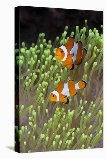 Blue Starfish on a Coral Reef (Linckia Laevigata), Alam Batu, Bali, Indonesia-Reinhard Dirscherl-Premier Image Canvas