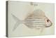 Blue Striped Grunt Fish-John White-Premier Image Canvas