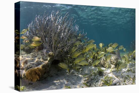 Blue Striped Grunt, Hol Chan Marine Reserve, Belize-Pete Oxford-Premier Image Canvas