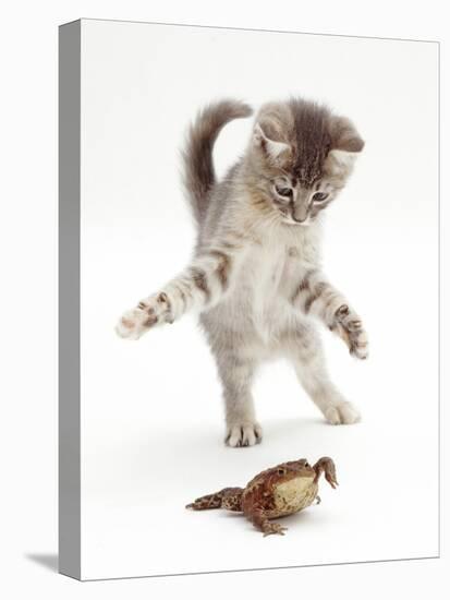 Blue Tabby Kitten Playing with a Common European Toad (Bufo Bufo)-Mark Taylor-Premier Image Canvas