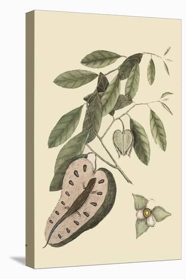 Blue Tail Lizard-Mark Catesby-Stretched Canvas