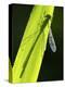 Blue-Tailed Damselfly, Silhouette on Leaf, Tamar Lake, Cornwall, UK-Ross Hoddinott-Premier Image Canvas