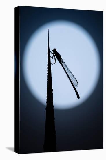 Blue tailed damselfly silhouetted against the moon, Cornwall-Ross Hoddinott-Premier Image Canvas