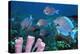 Blue Tang Shoal-Georgette Douwma-Premier Image Canvas