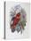 Blue, Thighed Lory-John Gould-Premier Image Canvas