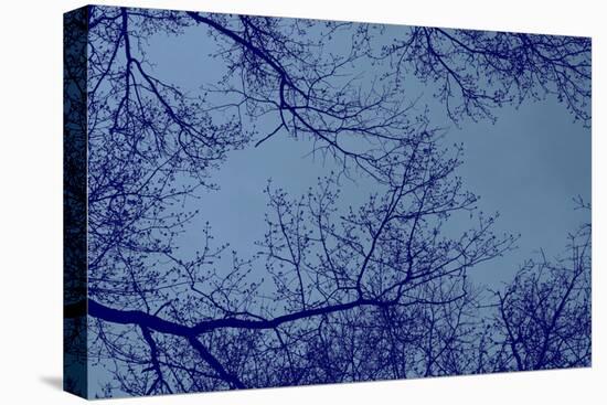 Blue Tinted Trees and Sky-null-Stretched Canvas