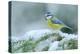 Blue Tit, Cute Blue and Yellow Songbird in Winter Scene, Snow Flake and Nice Spruce Tree Branch, Fr-Ondrej Prosicky-Premier Image Canvas