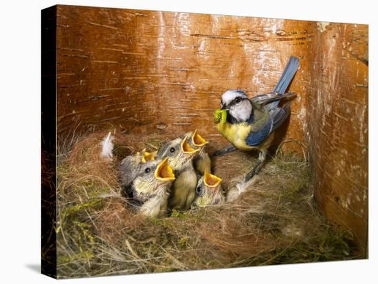 Blue tit  (Cyanistes caeruleus) feeding young in the nestbox,  Bavaria, Germany, May-Konrad Wothe-Premier Image Canvas