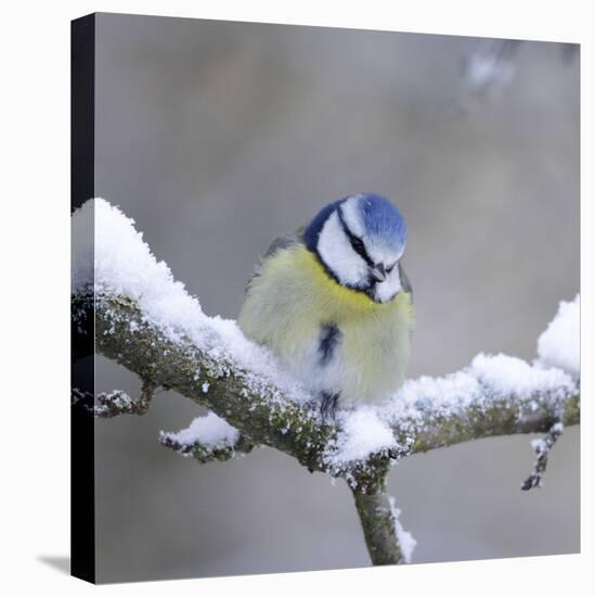 Blue Tit in Winter on Snowy Branch-null-Premier Image Canvas