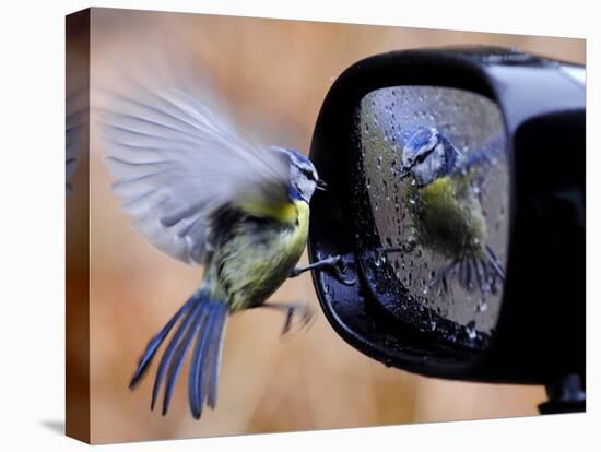 Blue Tit is Reflected in a Wing Mirror of a Car That is Covered with Raindrops-null-Premier Image Canvas