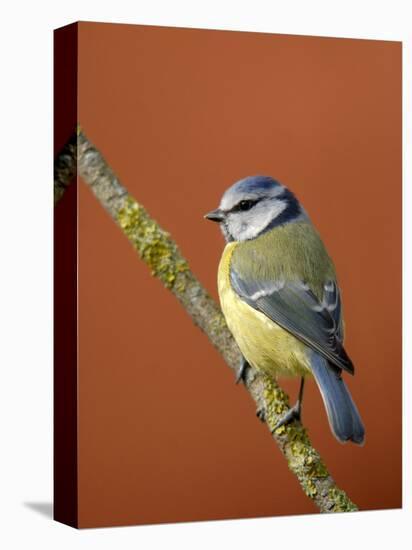 Blue Tit on Branch, Cornwall, UK-Ross Hoddinott-Premier Image Canvas