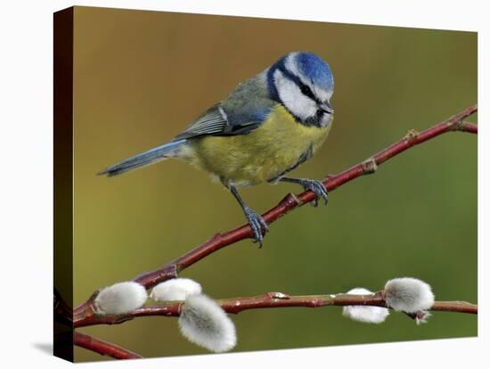 Blue Tit Perched Among Pussy Willow, West Sussex, England, UK-Andy Sands-Premier Image Canvas