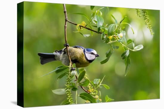 Blue tit perching on a branch, Germany-Konrad Wothe-Premier Image Canvas