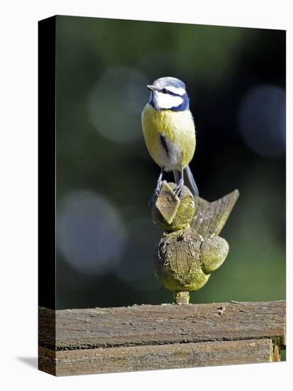 Blue Tit Sits on Stilted Wooden Bird of a Rustic Timber Roof-Harald Lange-Premier Image Canvas