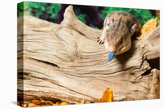 Blue-tongued skink in forest-null-Premier Image Canvas